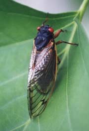 Cicada Brood X picture 2004