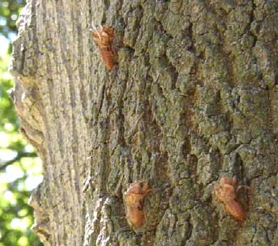 cicada life on a tree