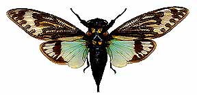 Cicadas are flying, plant-sucking insects of the Order Hemiptera; closest relatives are leafhoppers, greenhoppers, and fulgoroids